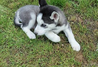 Šteniatka Sibirsky Husky - 13