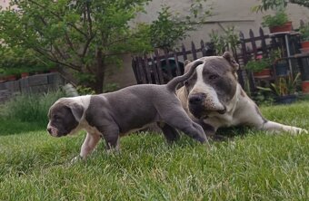 Americký stafordsirsky terier, american bully XL - 13