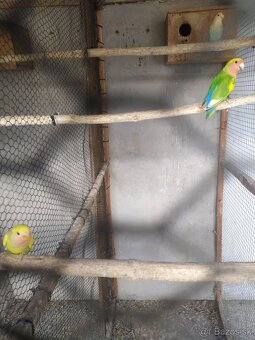 Agapornis Ruzovohrdly - mladé 2025 - 13