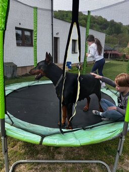 Doberman šteniatka - 13