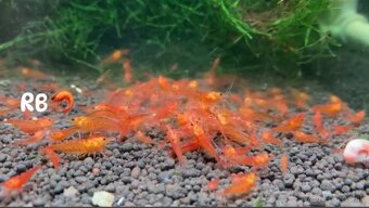 PREMIUM AKVA KREVETKY🦐Caridina a Neocaridina- Odber Zilina - 13