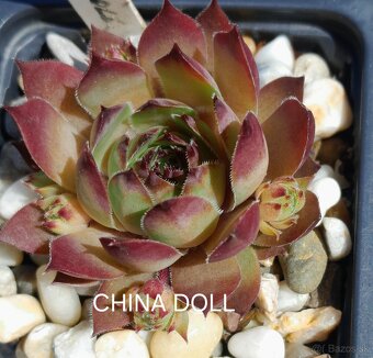 Skalné ruže - sempervivum - 13