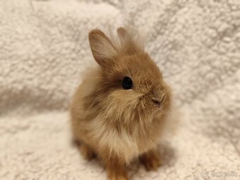 Teddy Hegyeshalom - 13