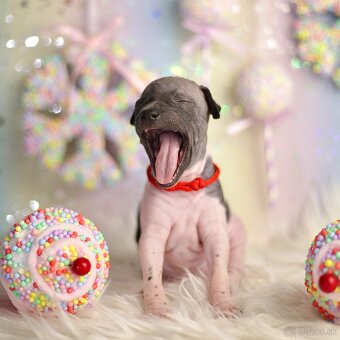 Americký bezsrstý teriér s PP FCI - 13