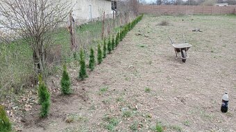 Tuja Smaragd, vavrínovec, červienka - Kežmarok - 13
