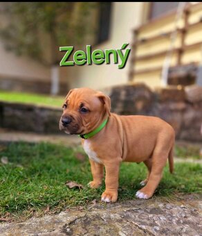 Americký stafordširský teriér - 13