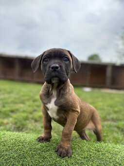 Cane Corso s PP - 13
