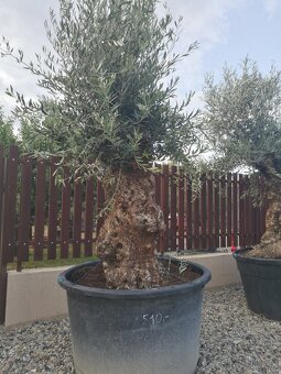 Olivovnik bonsai - 13