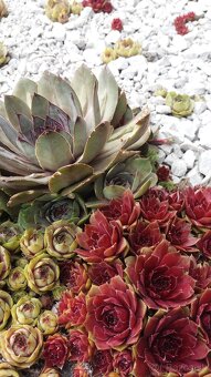 KYBLE,VEDRA,Bandasky - 13