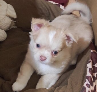 čivava dlhosrsta - 13