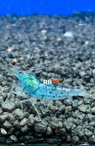 Krevetky Neocaridina, Caridina, Raciky, Raky a Akva Machy - 13