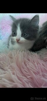 Ragdoll s britským bicolor mačiatka - 13