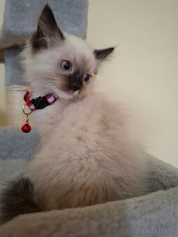 Ragdoll mačiatka - 13