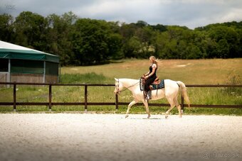 Cremello klisnička s odznaky s reining/cutting původem - 13