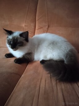 Ponukam ragdoll kocurov na krytie - 13