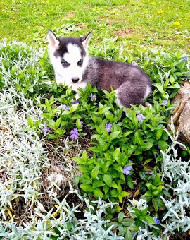 Sibirsky husky hasky - 13