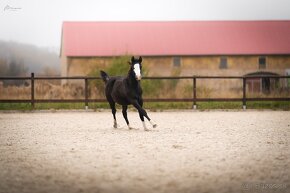 Roční American Quarter Horse black klisna, vnučka Gunnera - 13