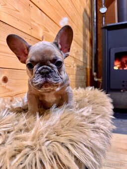 Francúzsky buldoček s PP - 13