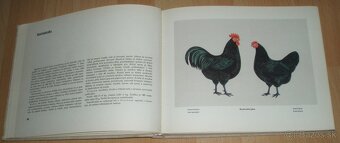 Atlas plemien hydiny - 13