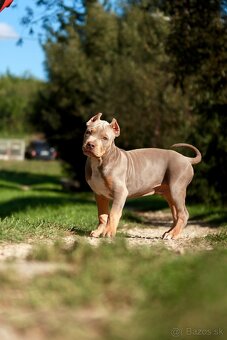 American Bully XL (Pitbull XXL) - 13