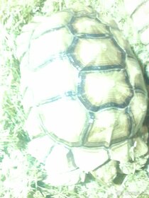 Želvy ostruhaté sulkata - 13