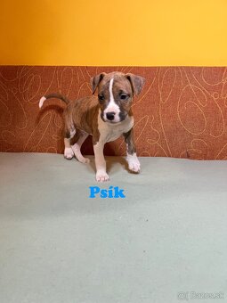 Americky Stafordšírský Terier šteniatka s PP - 13