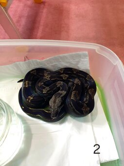 Veľhad královský - 13