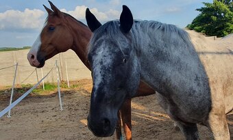Appaloosa pripúšťanie - 13