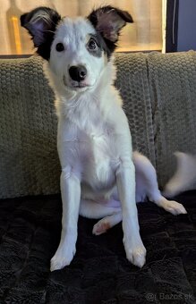 Border kolia tricolor - 13