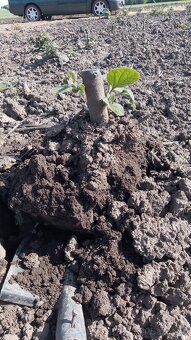 Cisársky strom Paulownia Shan tong,R-112,9502,,paotong z07 - 13
