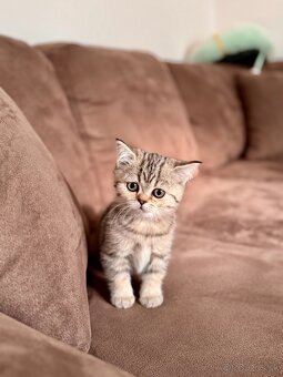 Škótska klapouchá mačka, scottish fold,straight s PP - 13
