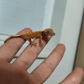 Pagekon riasnatý/Correlophus ciliatus - 13