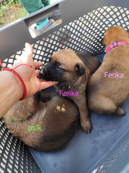 Belgický ovčiak Malinois / Nemecký ovčiak - 13