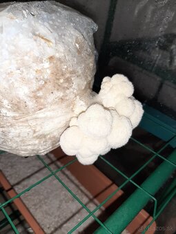 Hliva,Shitake,Maitake,Koralovec a iné - 13