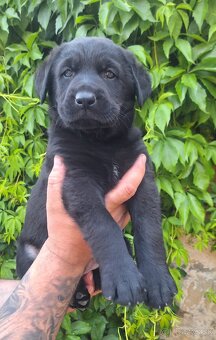Šteniatka labrador x NO - 13