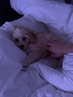 Maltipoo beige - 13