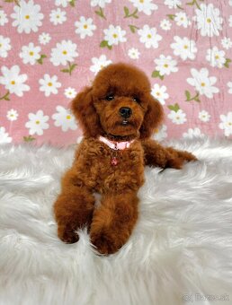Pudel toy/trpasličí - pudlík - poodle red apricot - 13