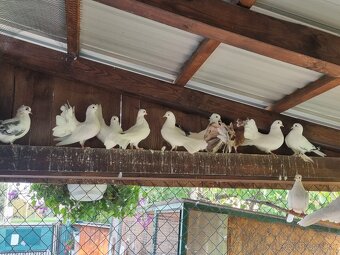 Holub ryman , hohub pávik - 13