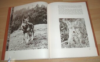 Osamělá vlčice - 13