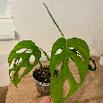 Monstera thai, Monstera albo, Monstera esqueleto - 13