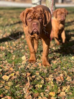 Bordeauxská doga s PP pes - 13