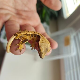 Pagekon riasnatý/Correlophus ciliatus - 13