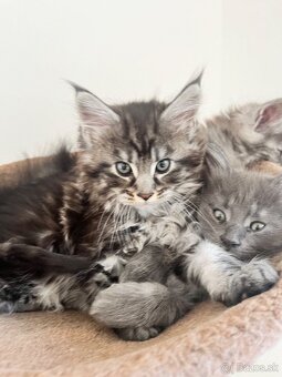 Maine coon / mainska myvalia s PP - 13