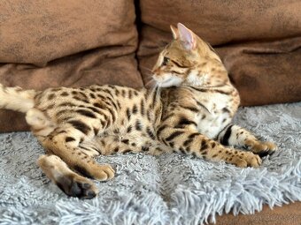 Bengálský kocúrik s PP - 13