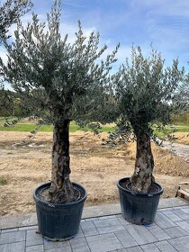 Olivovník európsky (Olea europaea) - 13