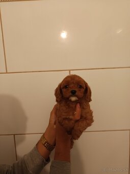 Cavapoo - 13