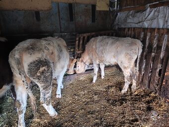 Predám jalovice - 13