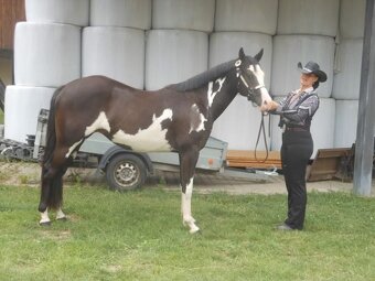 Pripúšťanie American Quarter Horse - 13