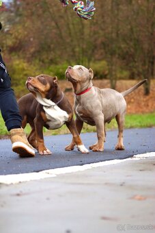 American Bully XL (Pitbull XXL) - 13
