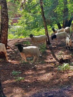 Holandska mini koza a baran Quessant - 13